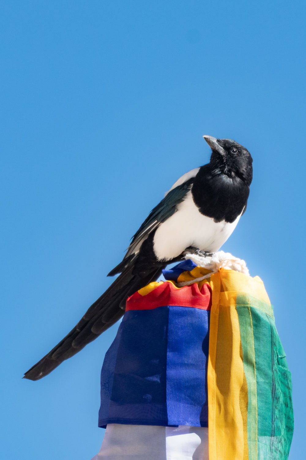 A Eurasian Magpie perches atop the prayer flag of the monastery