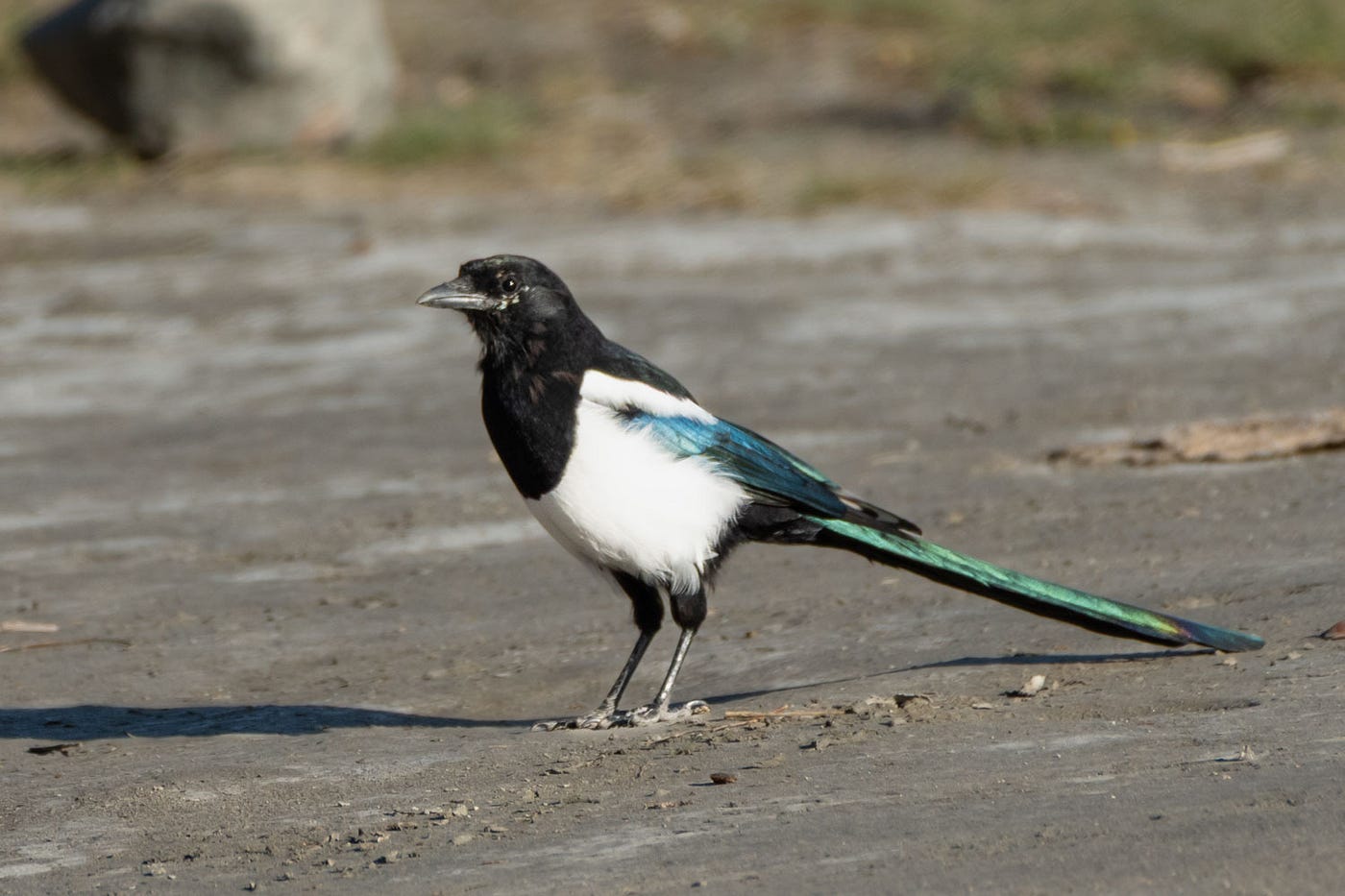 A Eurasian Magpie foraging on the ground