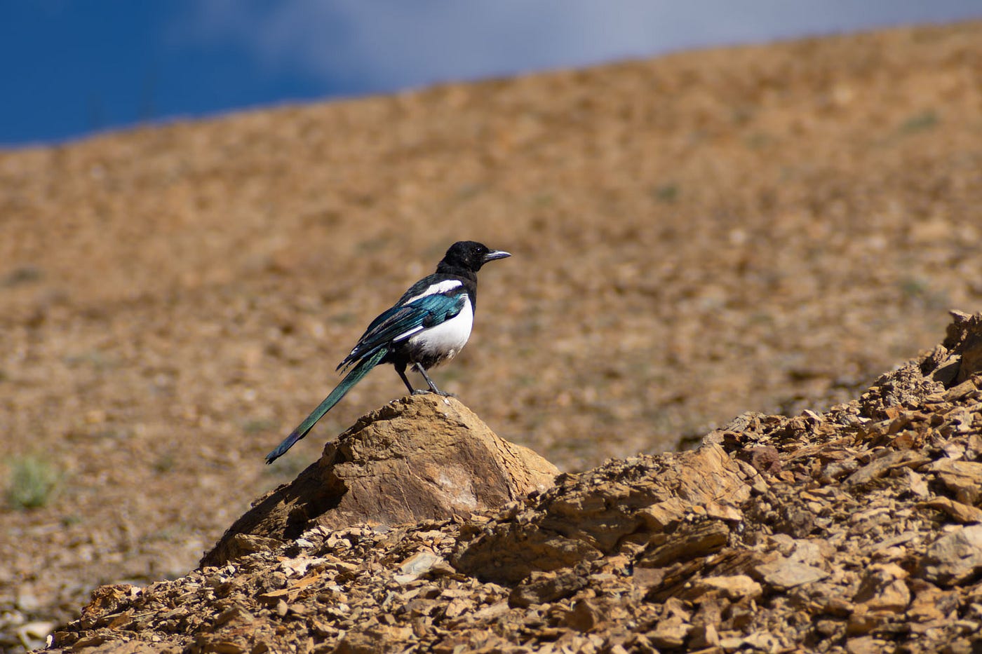 A Eurasian Magpie in the arid landscape of Ladakh