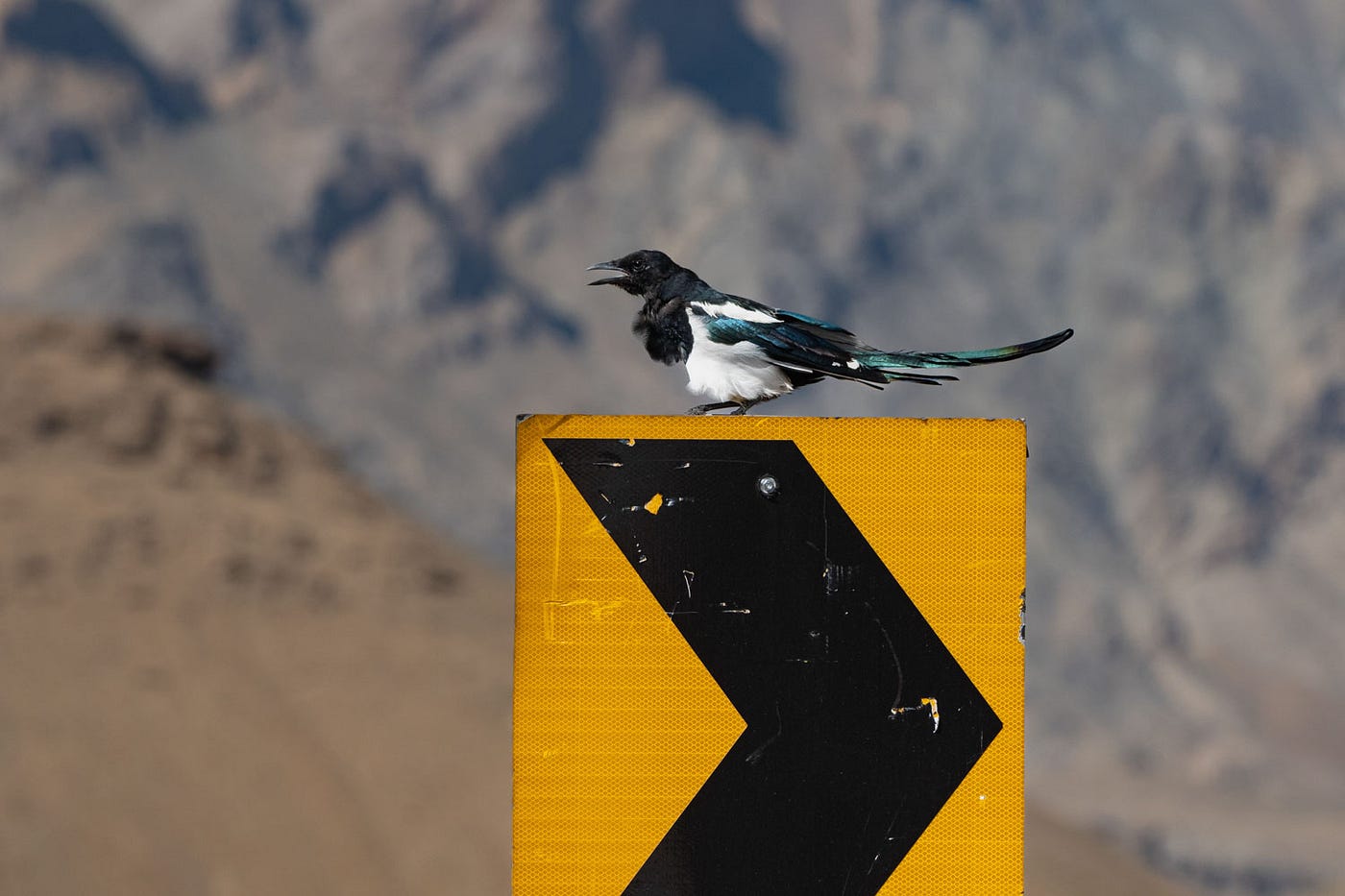 A Eurasian Magpie is calling out the road sign on Srinagar-Leh highway