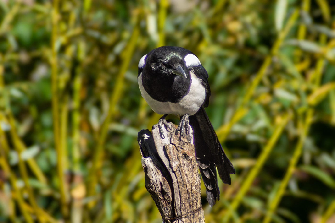 It’s probably the only time a Eurasian Magpie decided not to pose for me