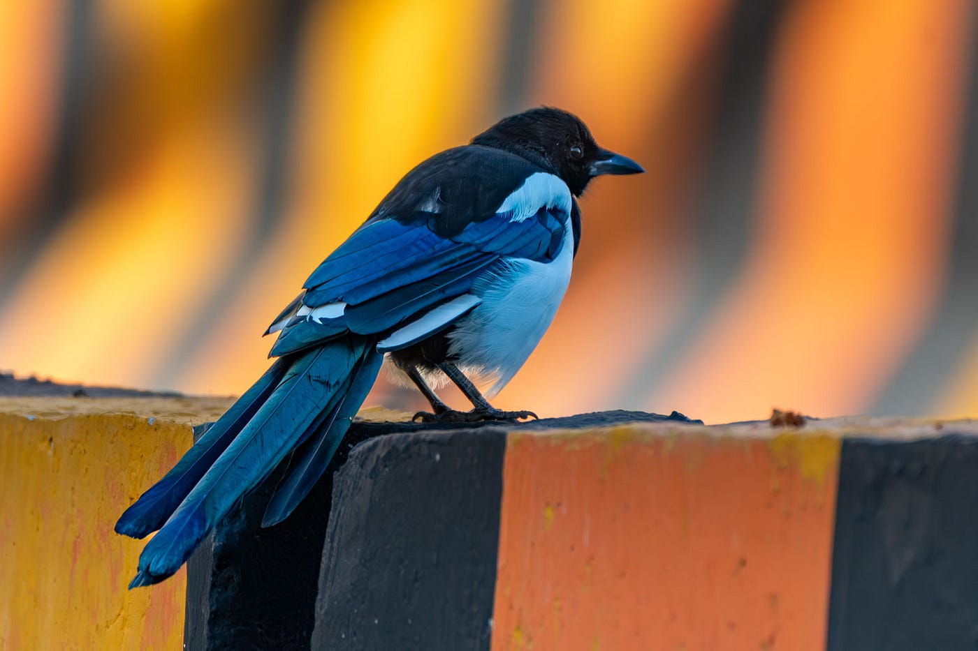 A Eurasian Magpie at sunrise on a bridge