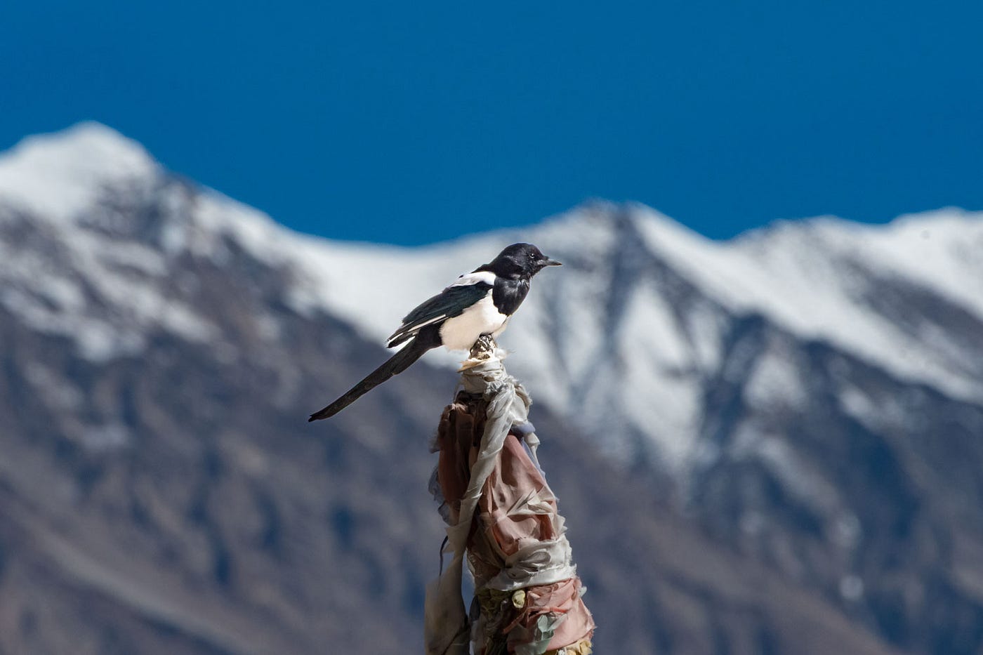 Unarguably, my best shot of a Eurasian Magpie with a snowy mountain backdrop