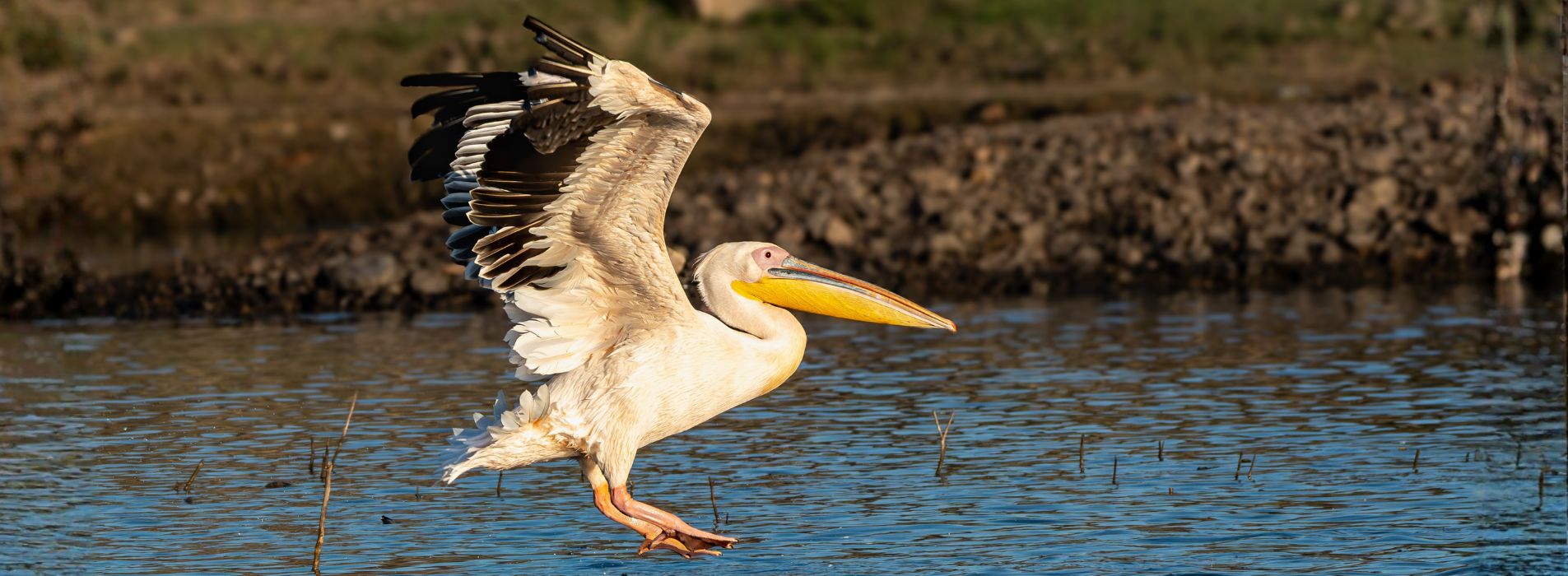 Dalmatian-Pelican-Home-Banner