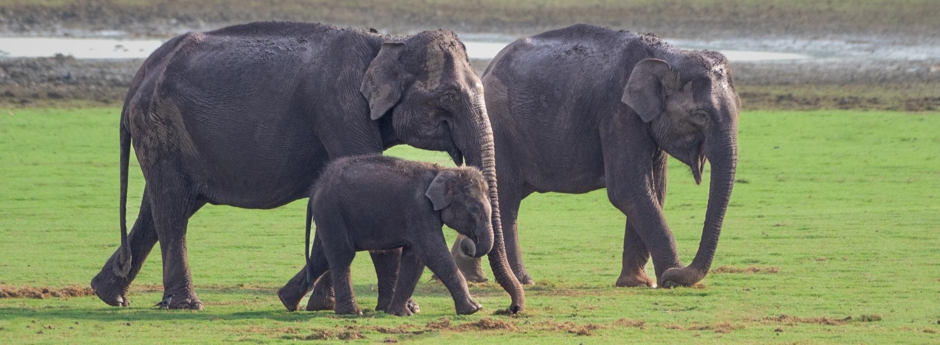 Elephant-Home-Banner