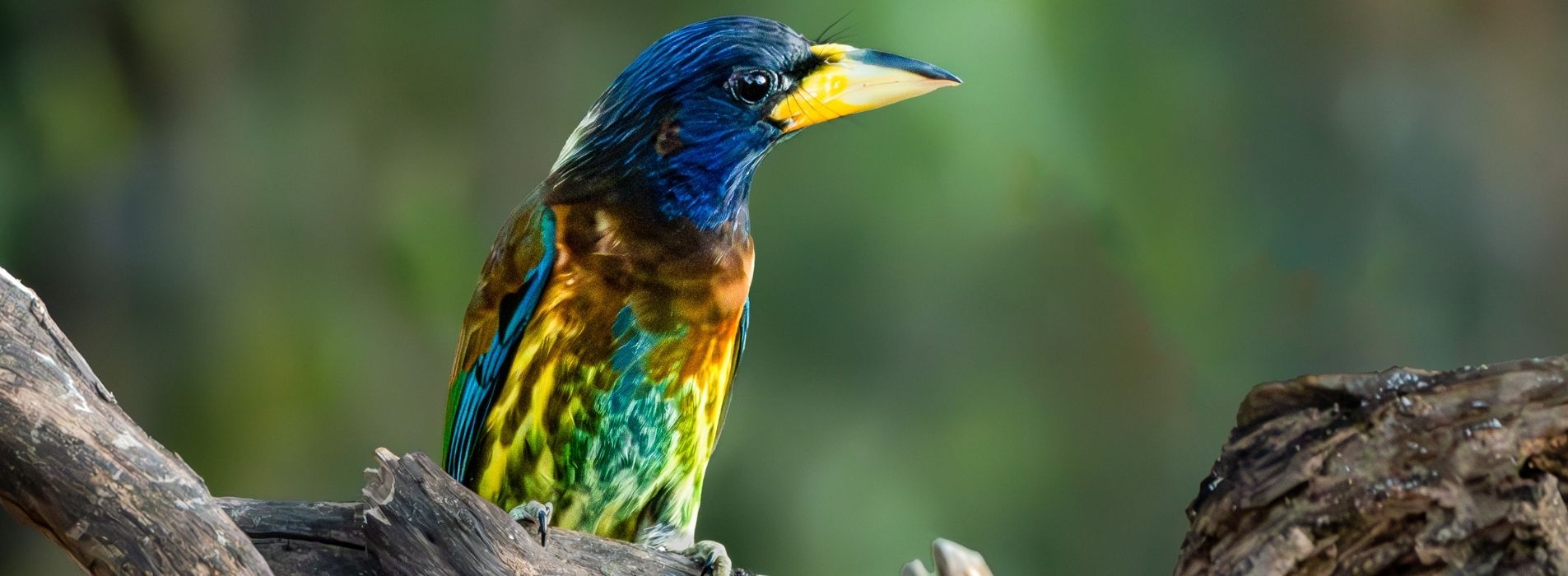 Great-Barbet-Home-Banner