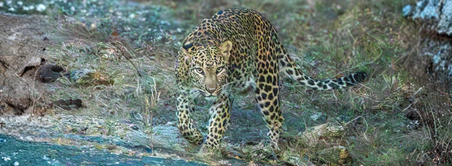 Leopard-Home-Banner