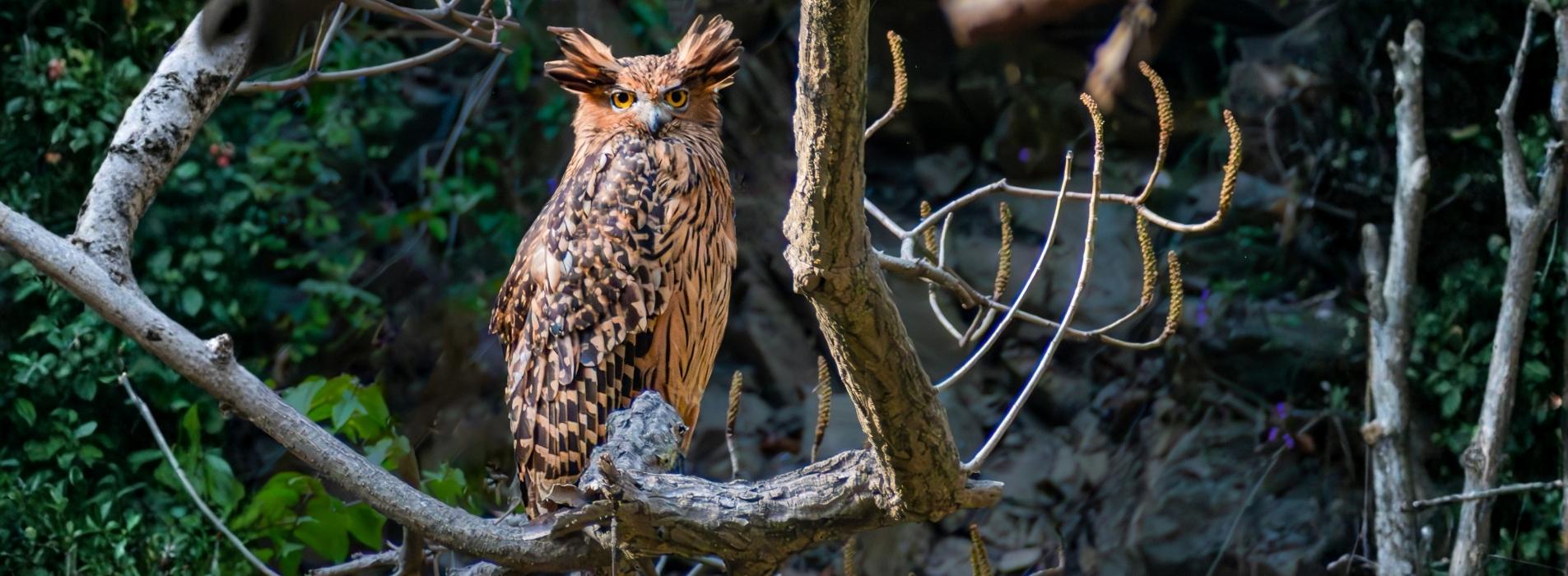 Tawny-Fish-Owl-Home-Banner