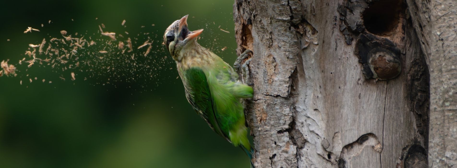 White-cheeked-Barbet-Home-Banner