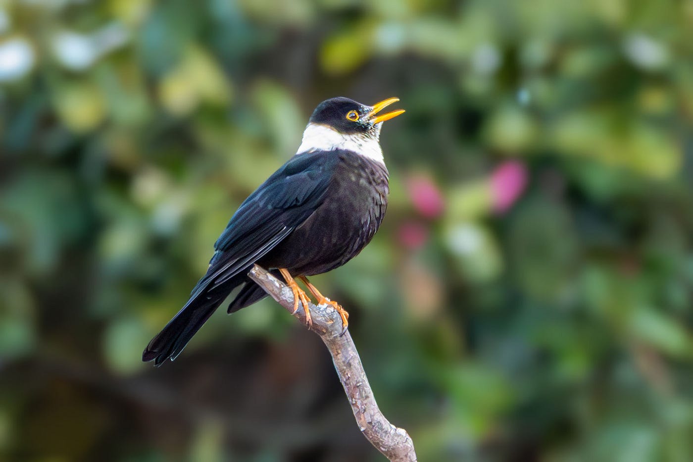 A close-up of a White-collared Blackbird in the Himalayas