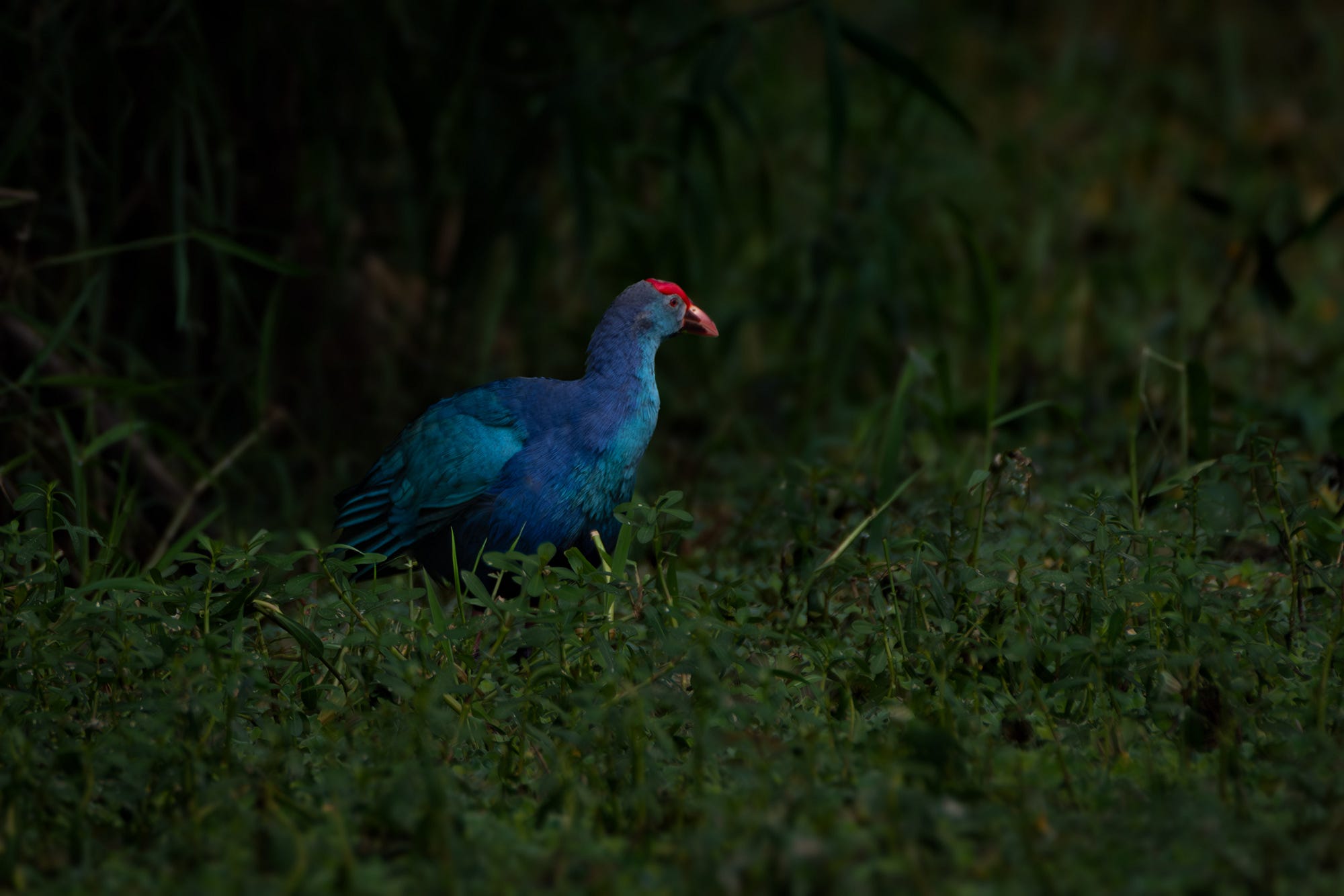 In low light, the Purple Swamphen appears radiant, its bright colors contrasting with the foliage