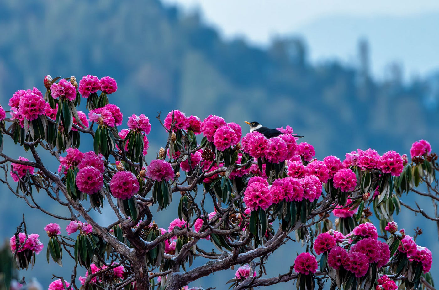 Perched atop the blossoming Rhododendron tree is a White-collared Blackbird