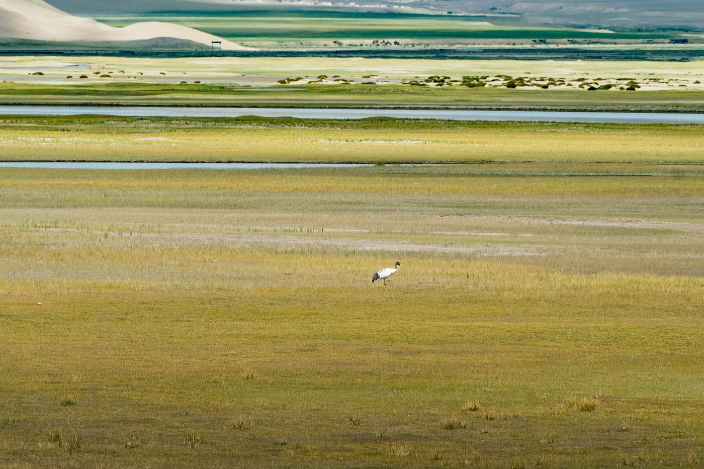 In Ladakh, a Black-necked Crane stands near a tranquil wetland as a plateau stretches endlessly behind
