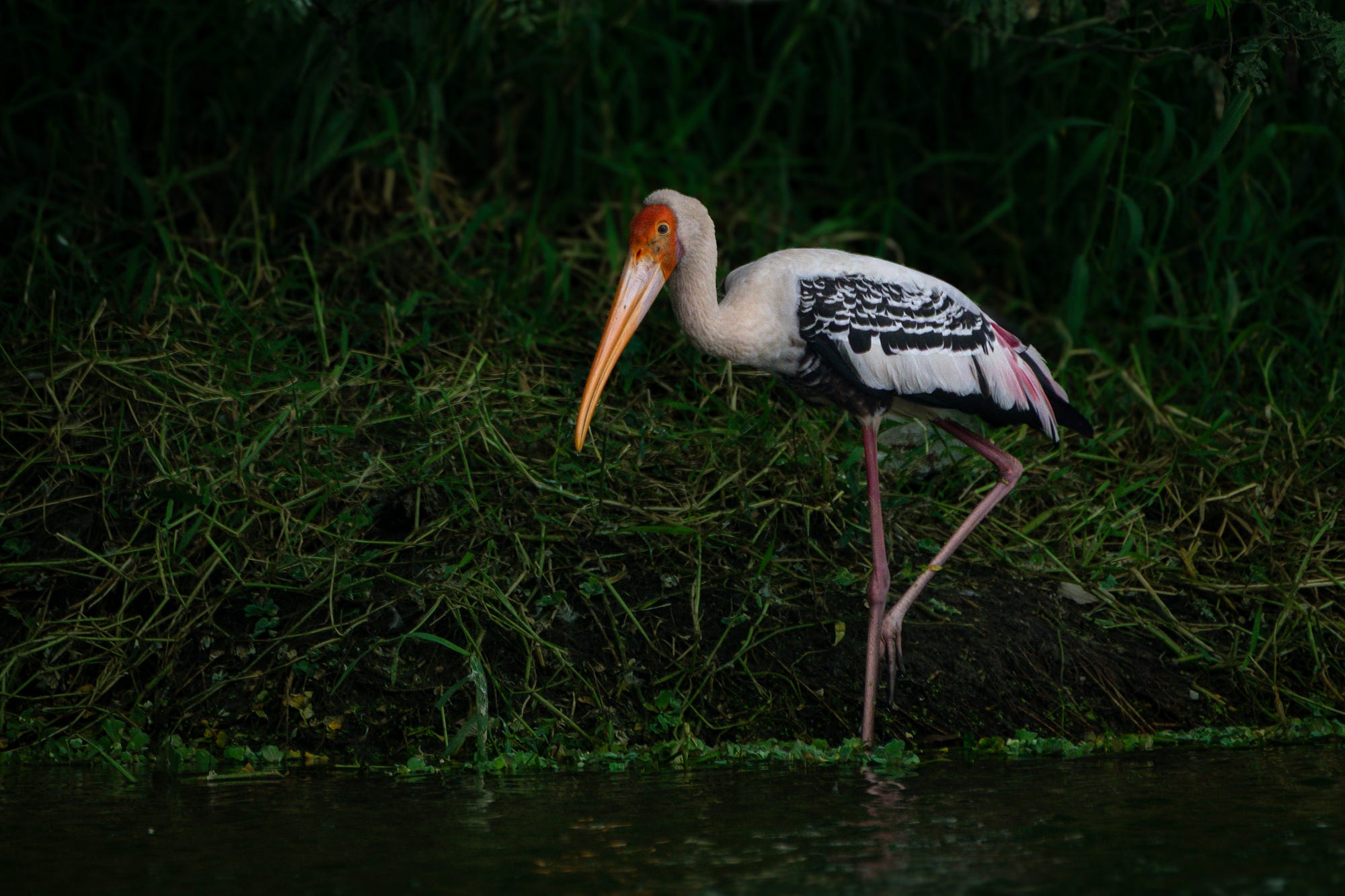 The vivid colors of Painted Stork stand out elegantly against the darker tones