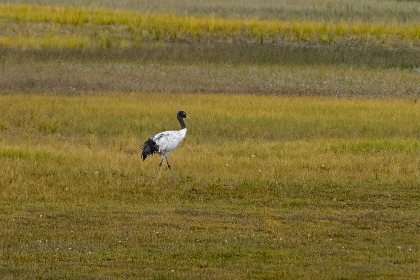 The landscape can’t hide the sadness of this lone Black-necked Crane