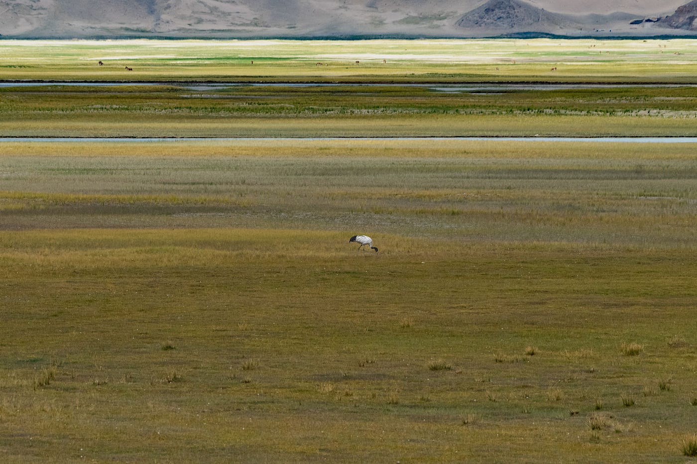 In Ladakh’s lush grasslands, a mourning Black-necked Crane walks through layers of color
