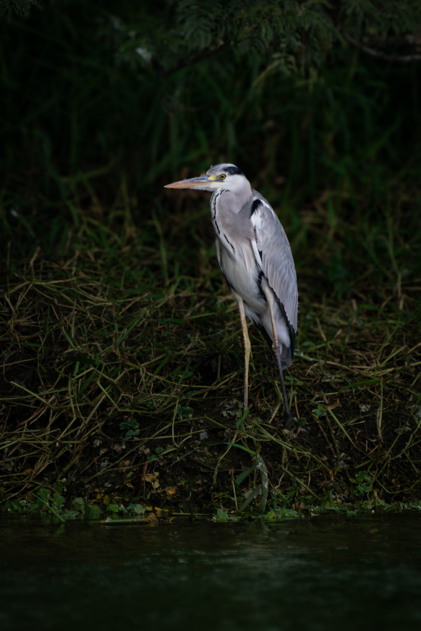 A Gray Heron stands in focus, its presence accentuated by soft shadows