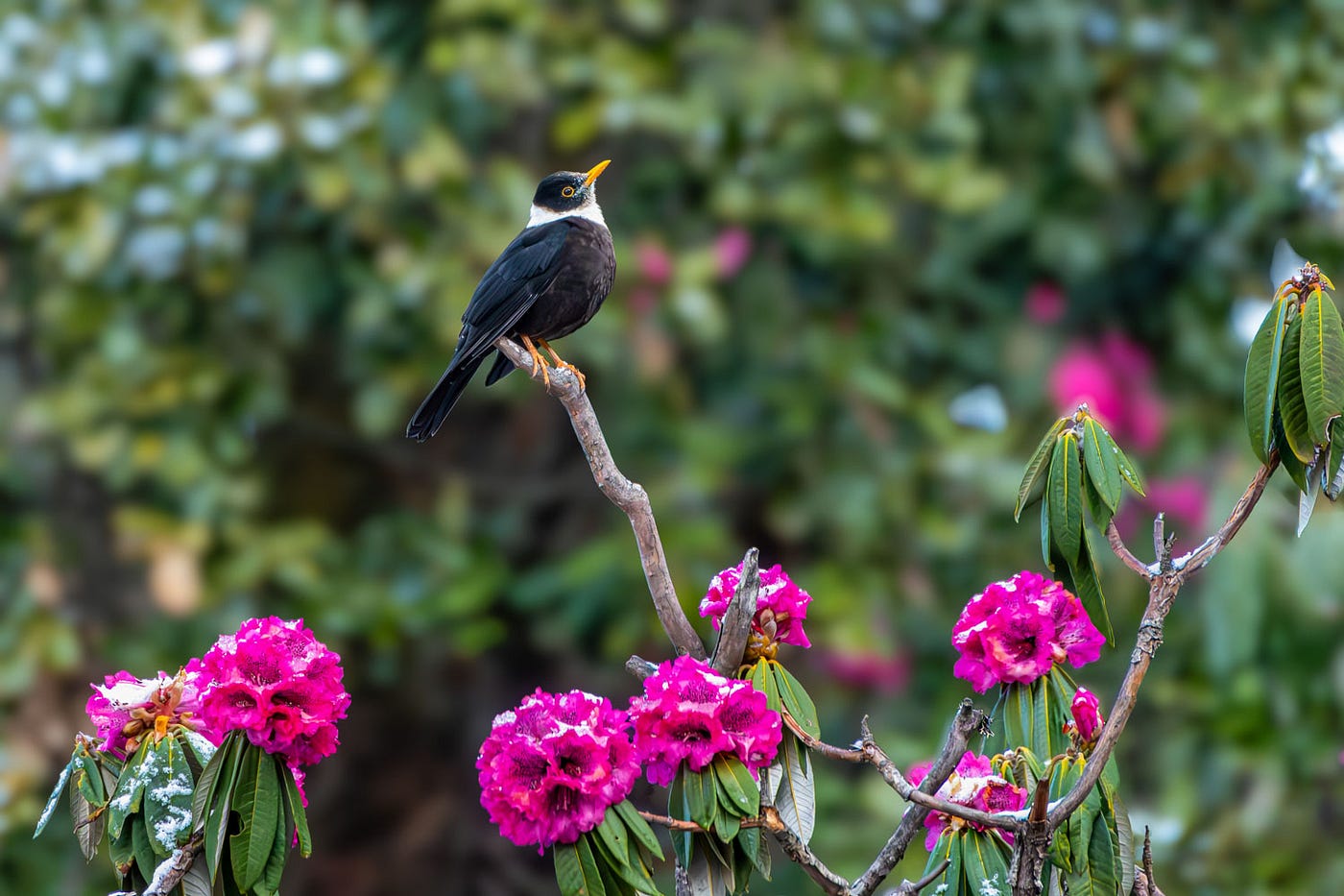 White-collared Blackbird perched on a barren twig with Rhododendron at the bottom