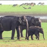 Asian Elephant - Family