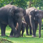Asian Elephant Family in Kabini