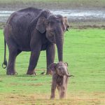 Asian-Elephant-Mother-and-Baby