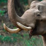 Asian Elephant Tusker