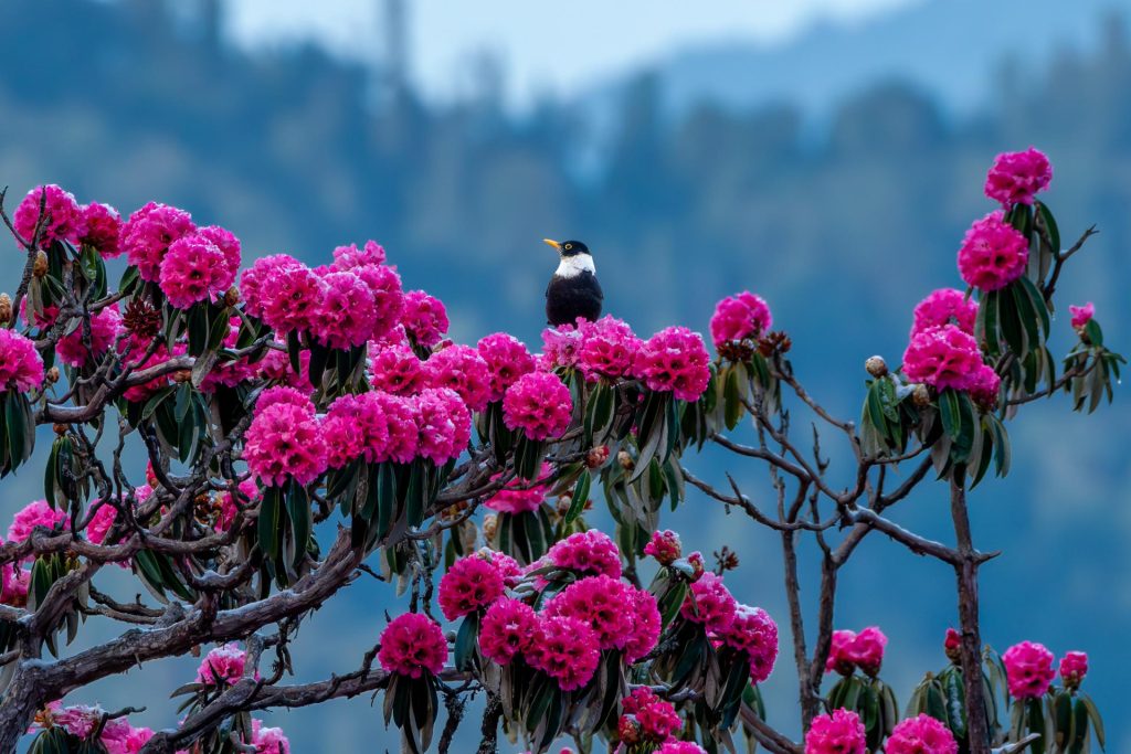 Perched atop the blossoming Rhododendron tree in the Himalayas is a male White-collared Blackbird