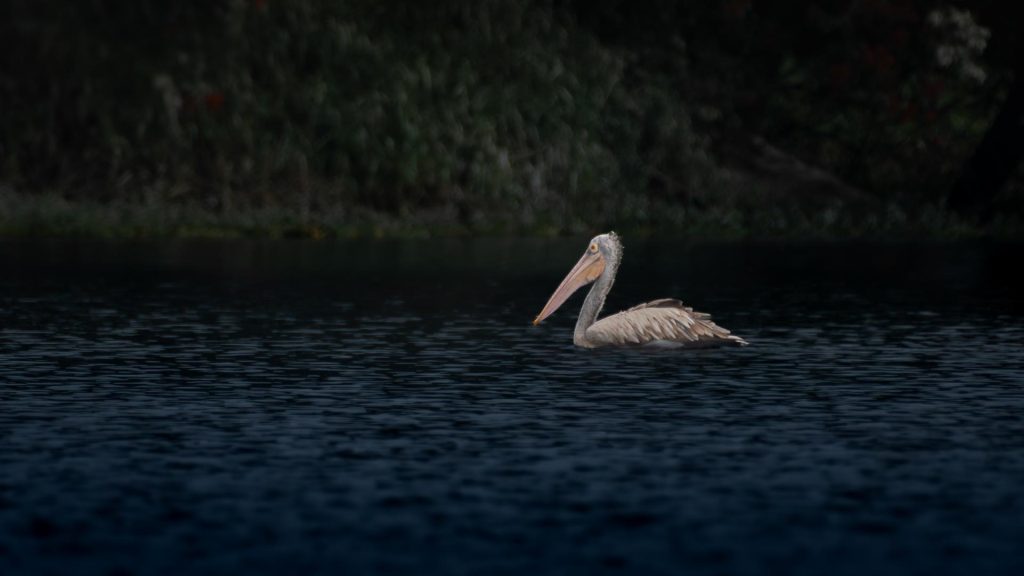 As a Spot-billed Pelican drifts through still water, the subdued light shapes a peaceful mood around it