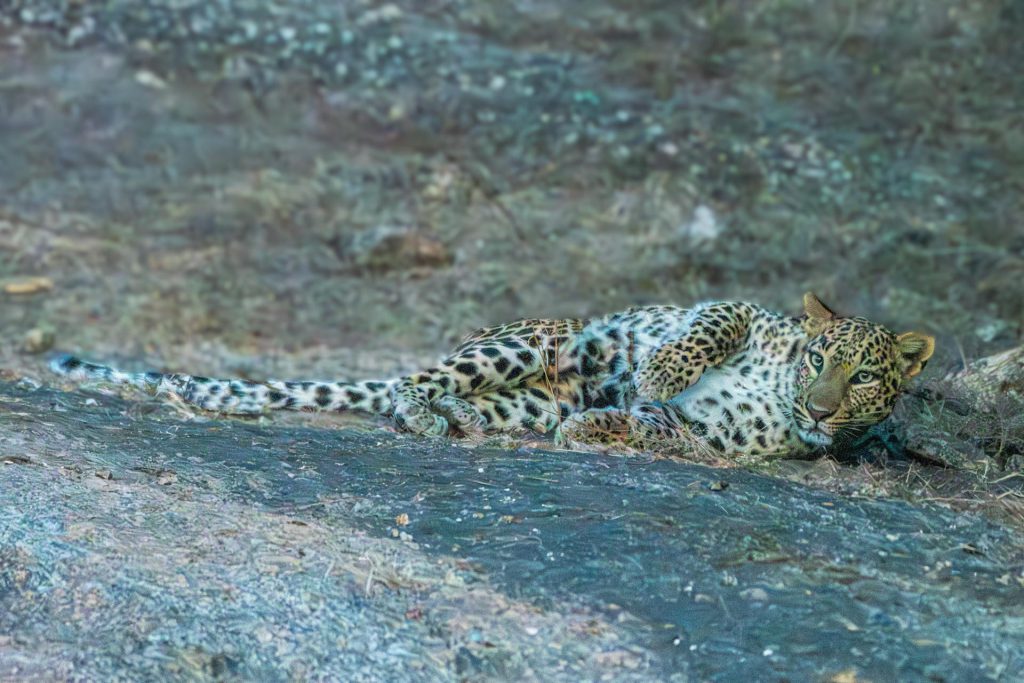 A female leopard in Jawai Leopard Sanctuary, Rajasthan (India)
