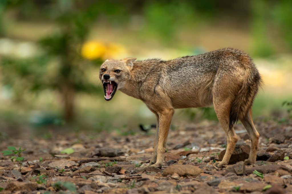 Raw emotions of an Indian Jackal defending his territory