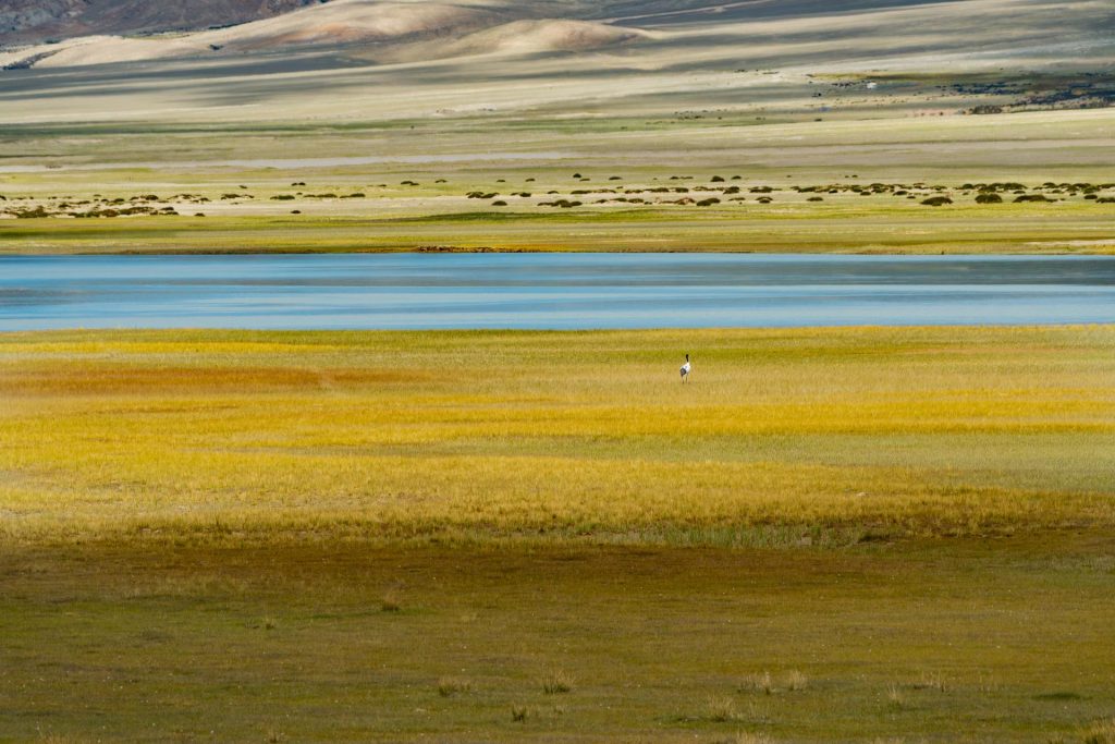 A lone Black-necked Crane stands in a golden field framed by the colors of Ladakh
