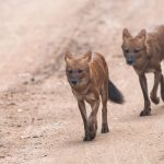 Asiatic Wild Dogs (Dholes)