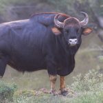 Indian Bison (Gaur)