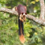 Malabar Squirrel Eating