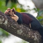 Malabar Squirrel Resting