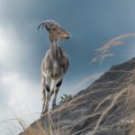 Nilgiri Tahr