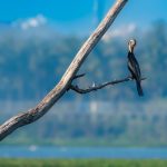 Oriental Darter