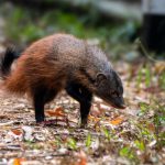 Stripe-necked Mongoose