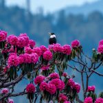 White-collared Blackbird