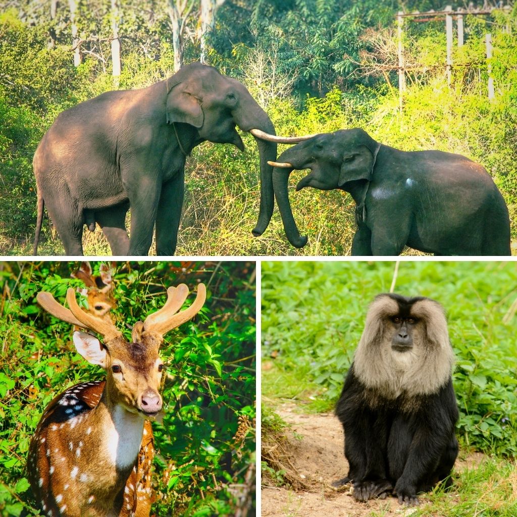 7 Ways to Spot Wildlife in Coorg for Beginners - Turuhi
