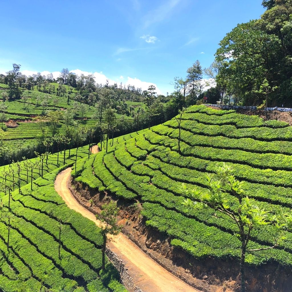 Valparai travel guide, a hill station in the Western Ghats