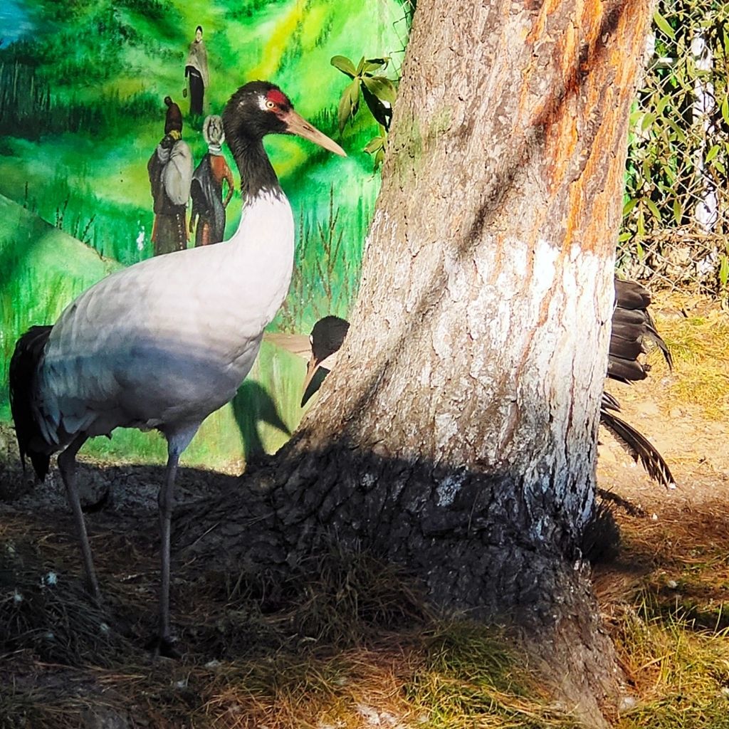 Black-necked crane in Phobjikha Valley of Bhutan