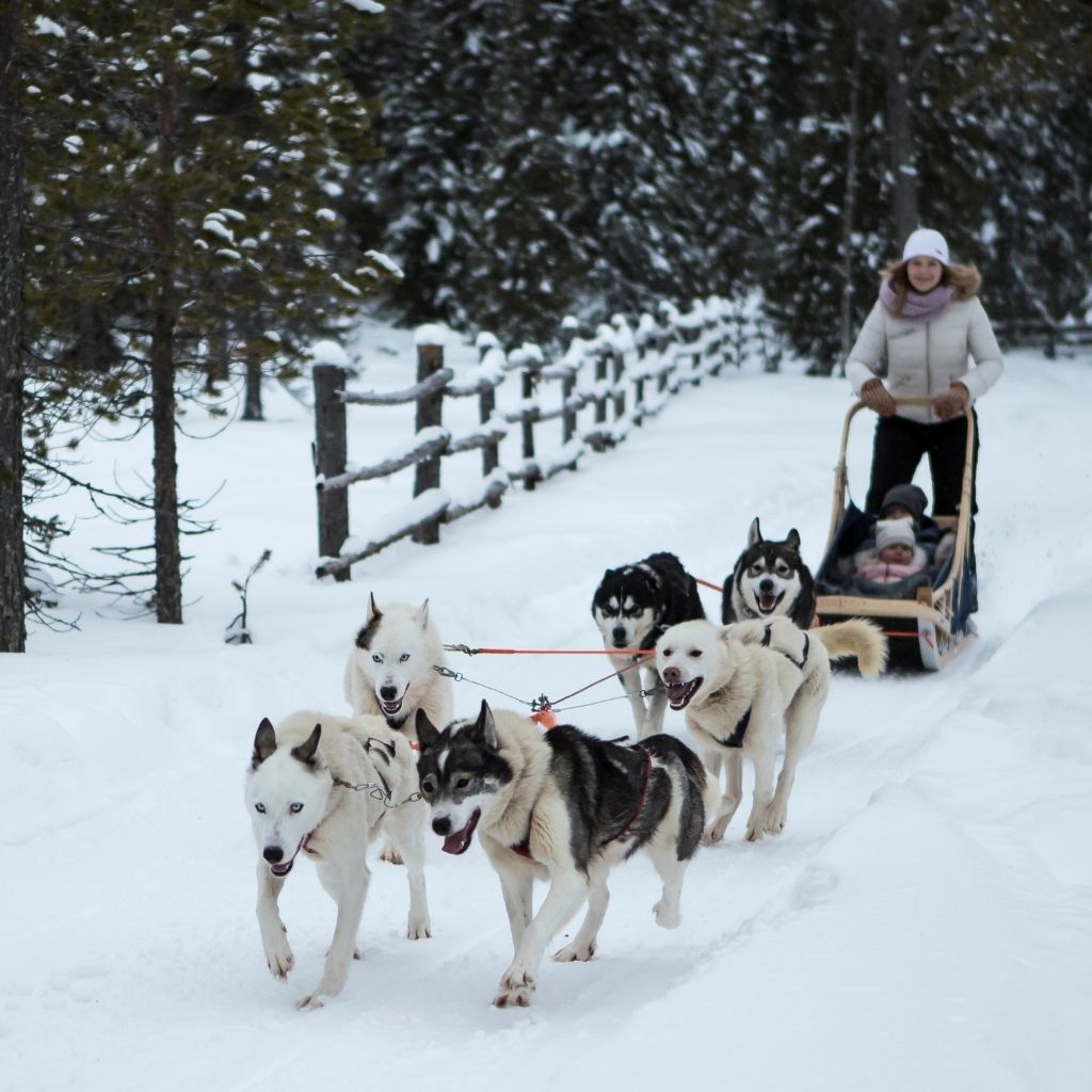 Go dog sledding in Alaska