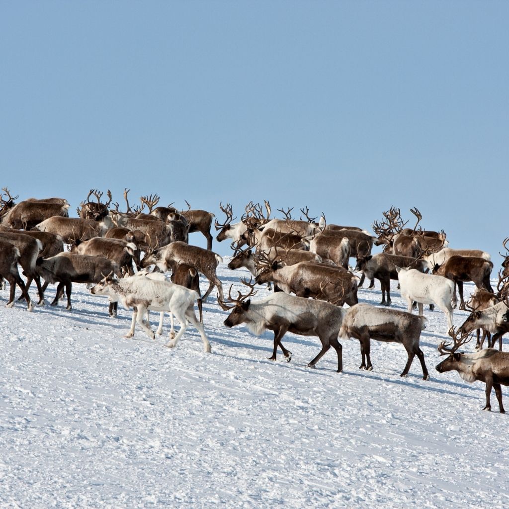 Visit the Arctic National Wildlife Refuge