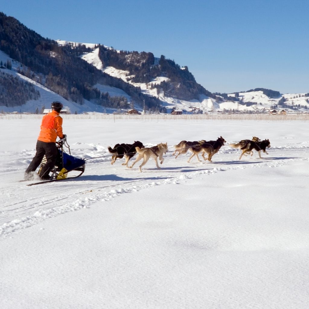 Go Dog Sledding tours in Alaska