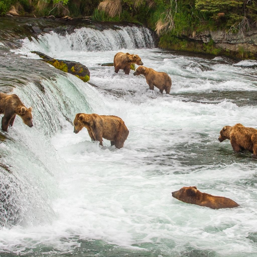 Wildlife in Katmai National Park of Alaska