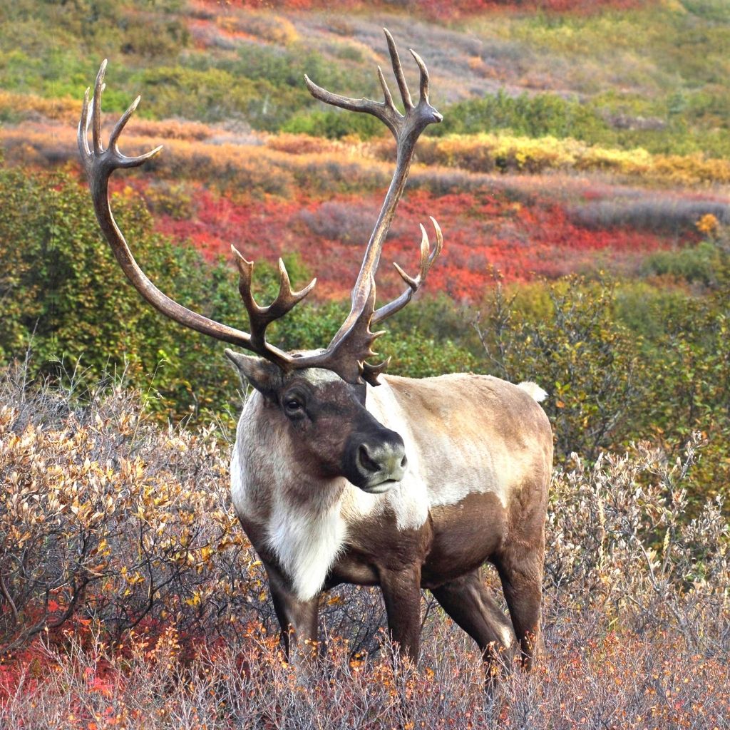 Caribou