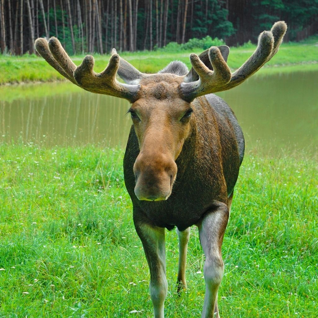 Moose