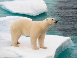 Animals-that-live-on-land-in-the-water-and-birds-Polar-Bear-Turuhi