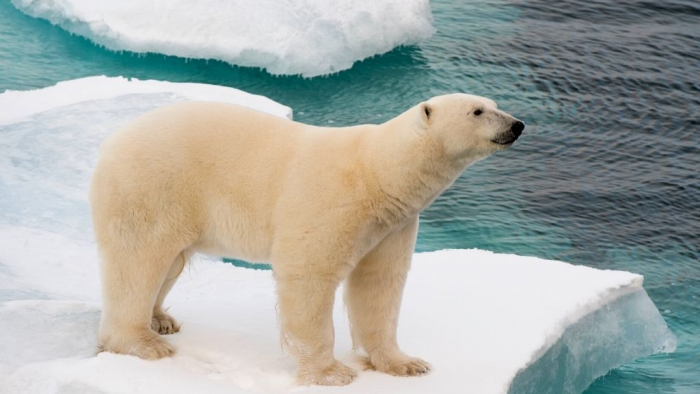 Animals-that-live-on-land-in-the-water-and-birds-Polar-Bear-Turuhi
